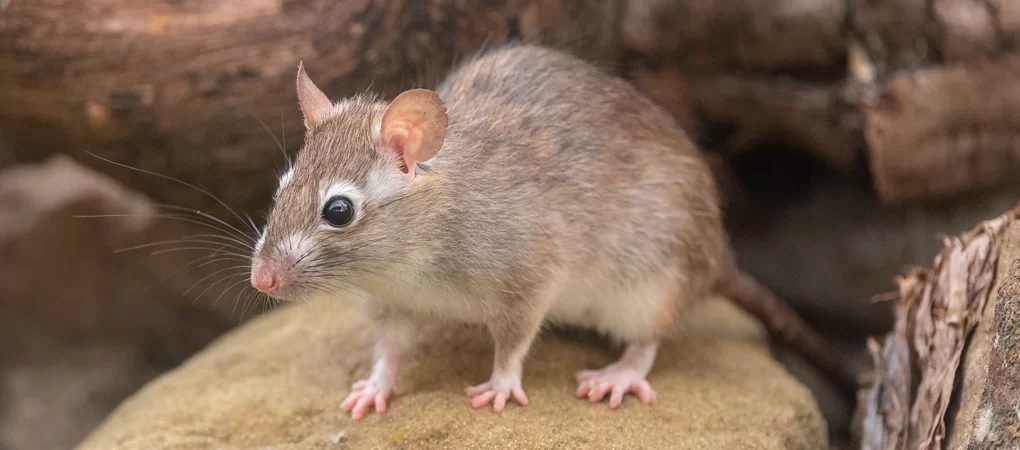 Mice Control Surrey