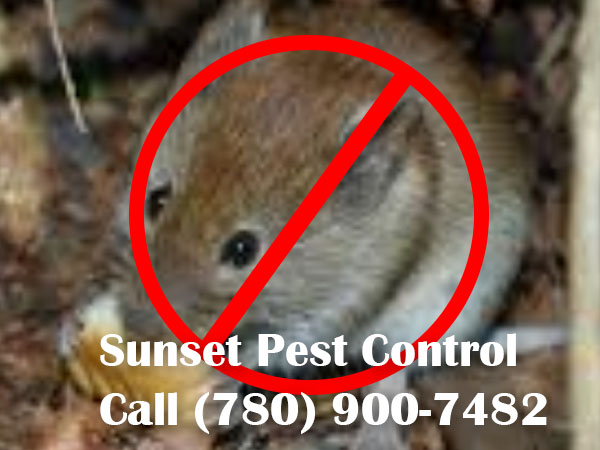 mice removal Leduc
