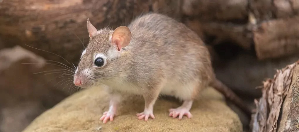 Mice Control Surrey