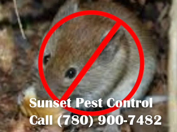mice removal Leduc